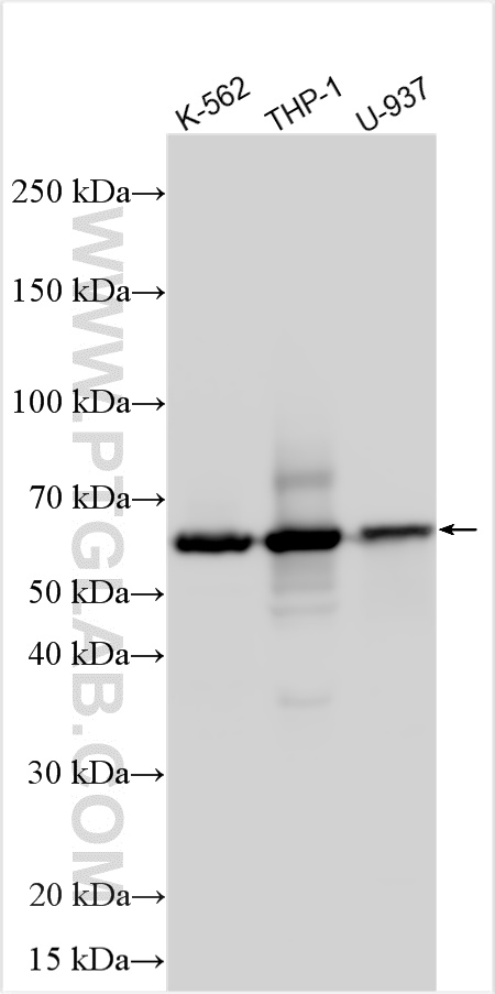 CD300a