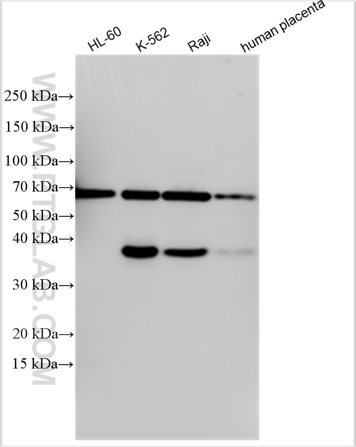 WB analysis using 10343-1-AP