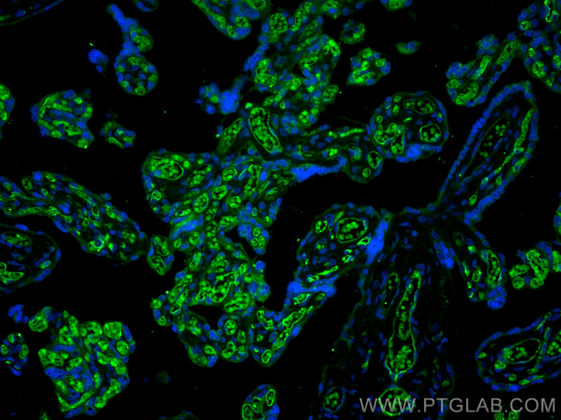 IF Staining of human placenta using CL488-60180