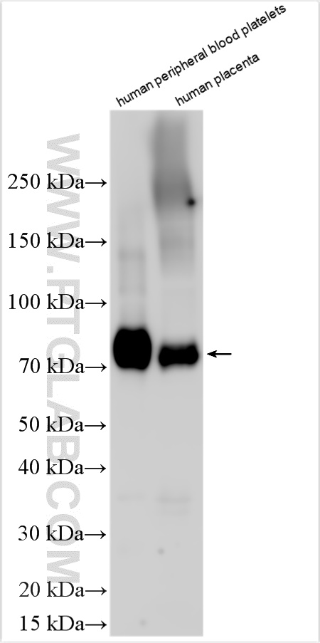 CD36