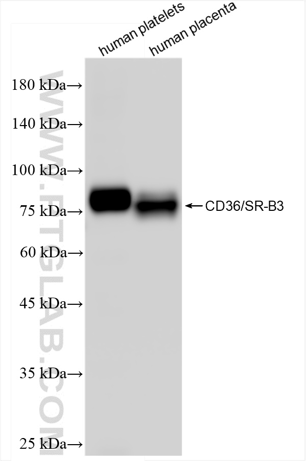 WB analysis using 84078-4-RR