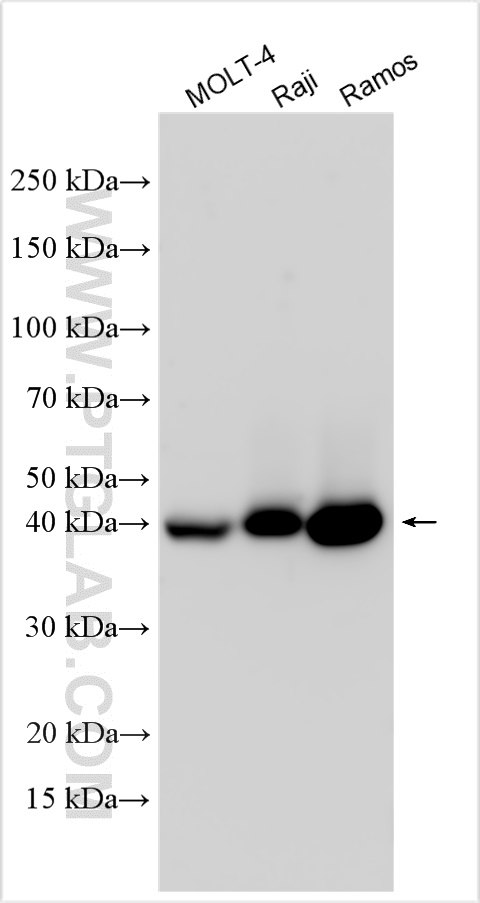 WB analysis using 31891-1-AP