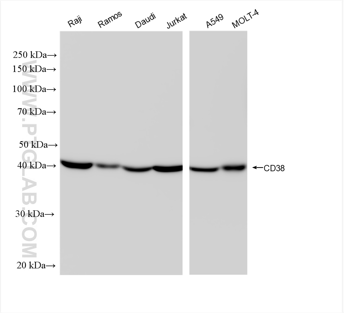 WB analysis using 84070-5-RR (same clone as 84070-5-PBS)