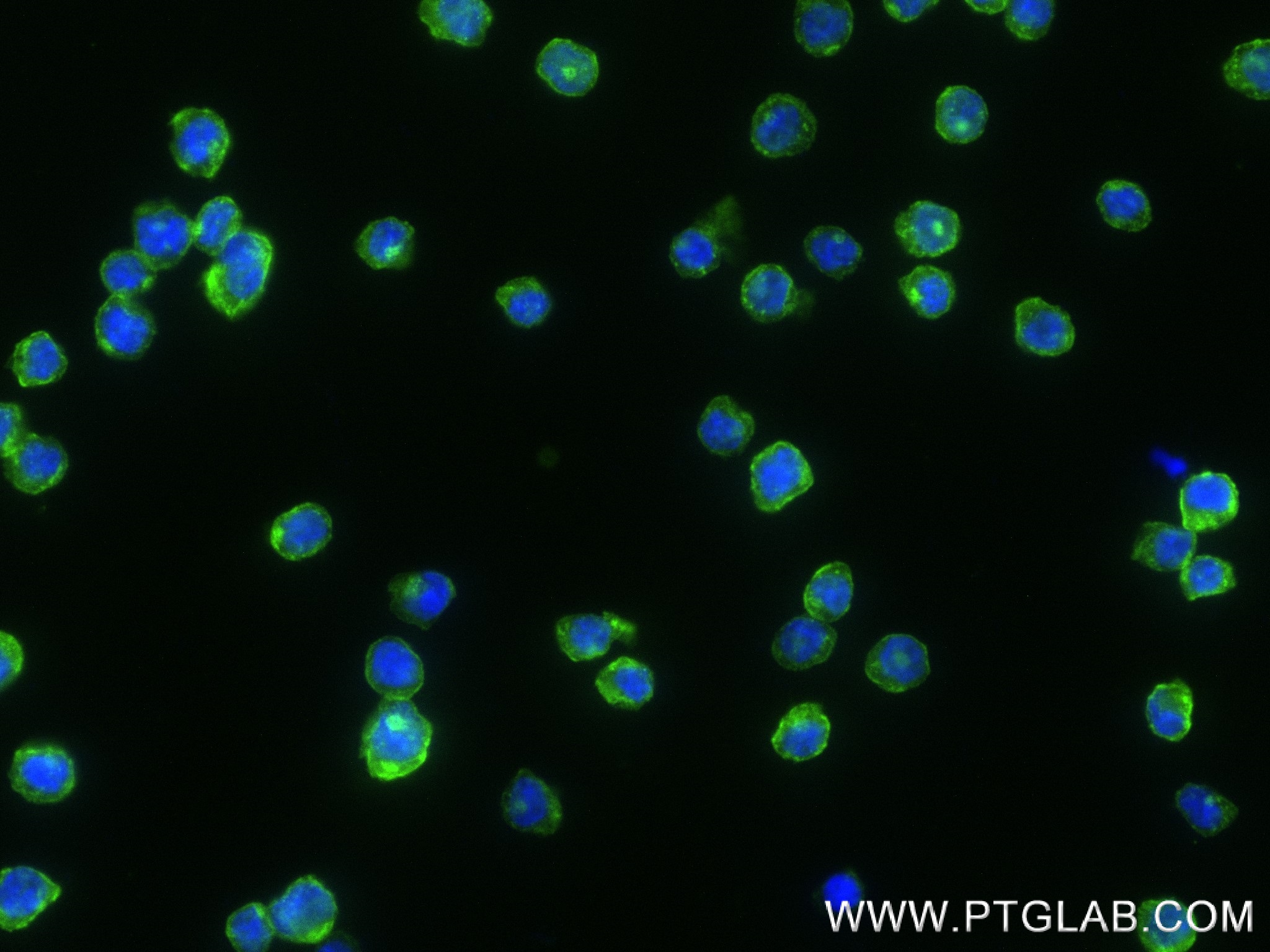 IF Staining of THP-1 using 83513-7-RR