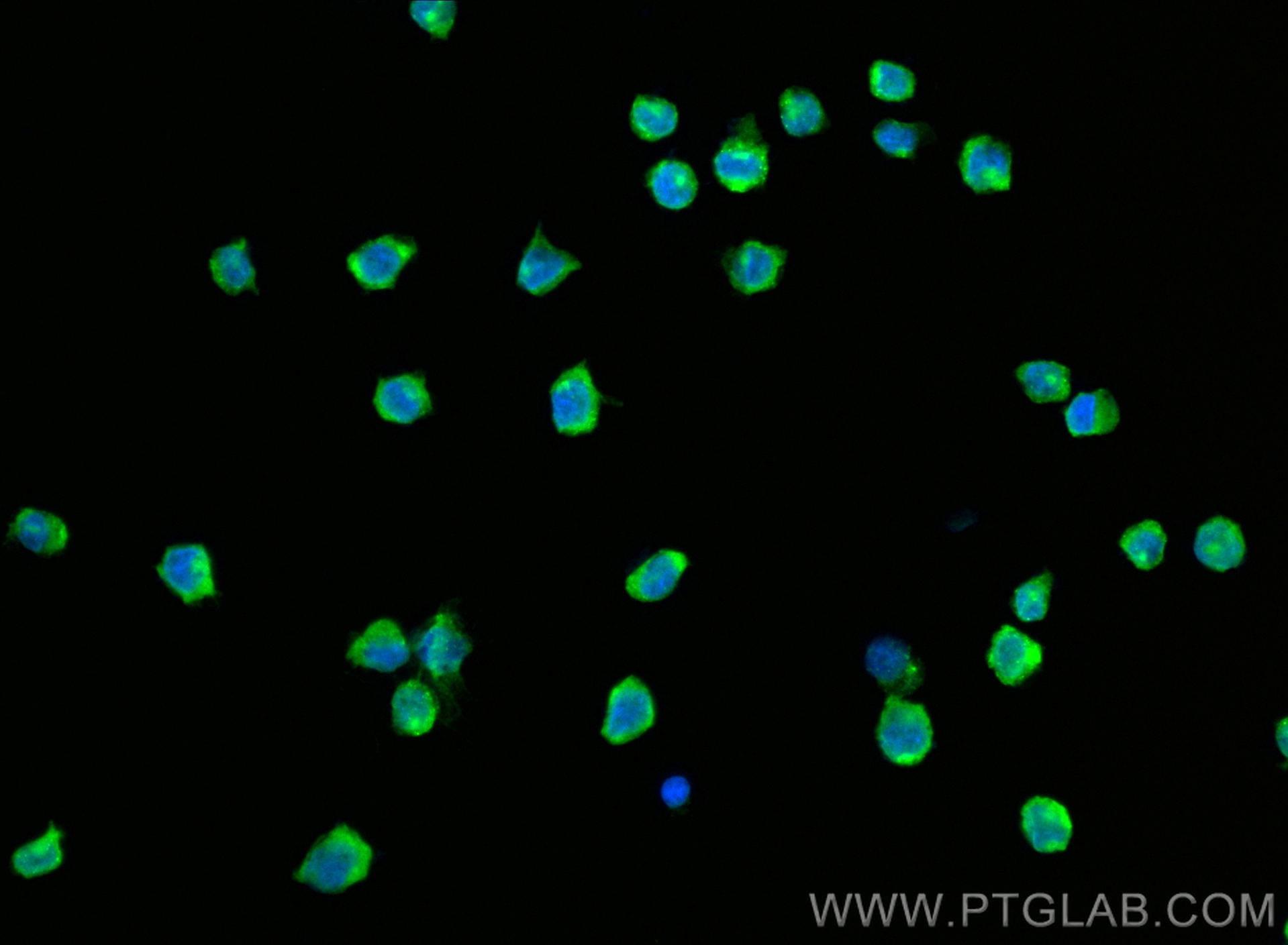 IF Staining of THP-1 using CL488-83513-7