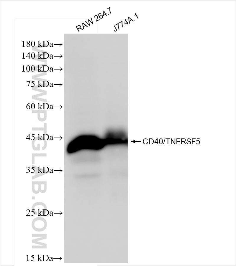 WB analysis using 83972-5-RR (same clone as 83972-5-PBS)