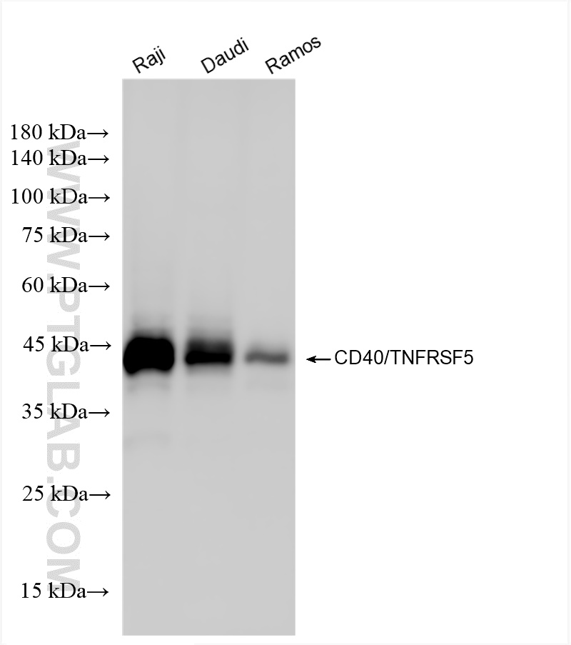 WB analysis using 84406-1-RR (same clone as 84406-1-PBS)