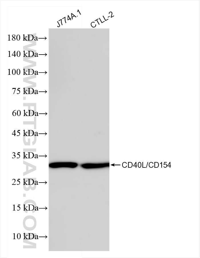 WB analysis using 83884-3-RR