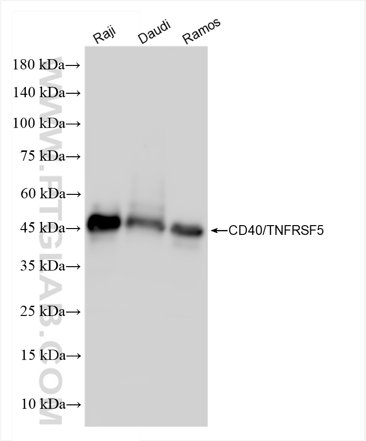 CD40