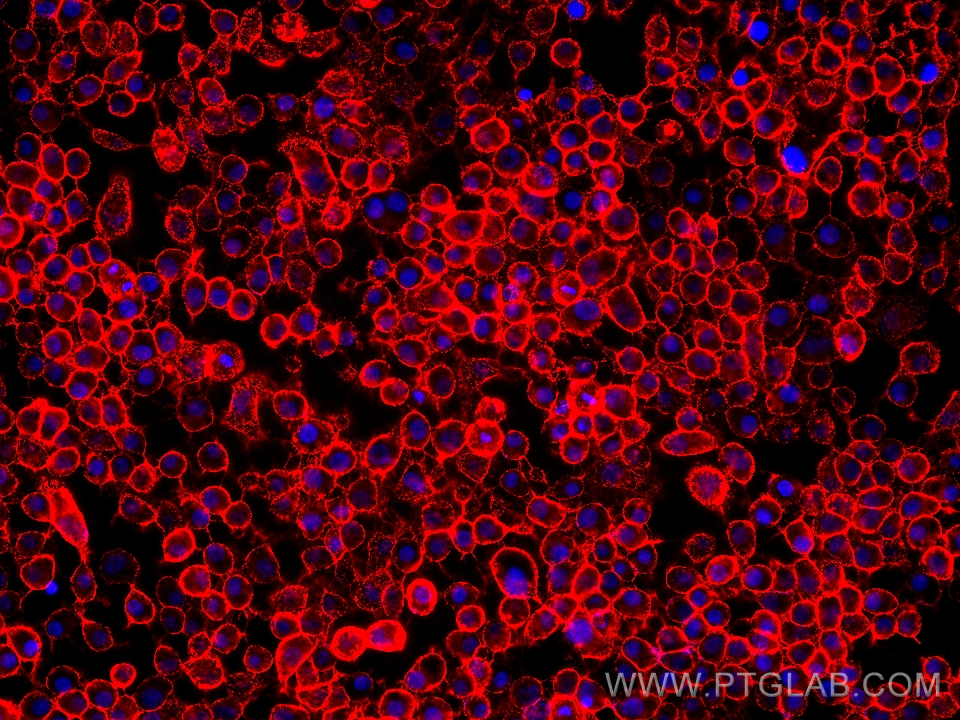 IF Staining of A431 using 60224-1-Ig (same clone as 60224-1-PBS)