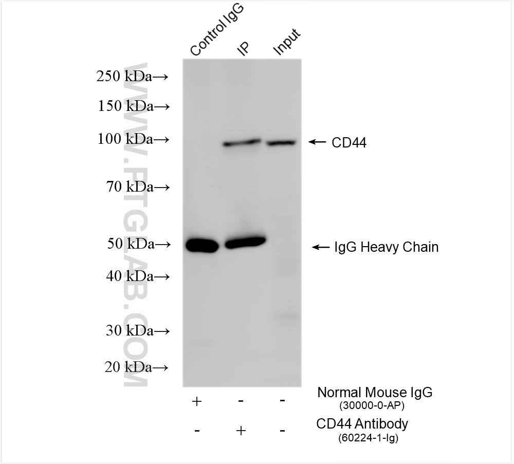 IP experiment of HeLa using 60224-1-Ig