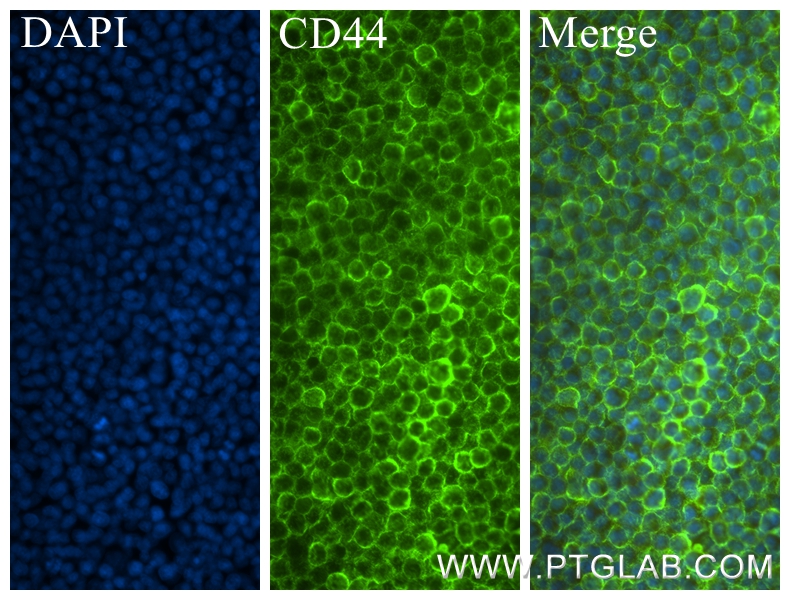 IF Staining of NR8383 using 84369-5-RR