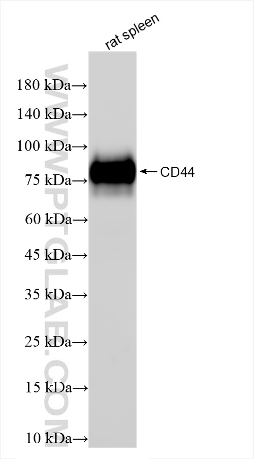 WB analysis of rat spleen using 84369-5-RR