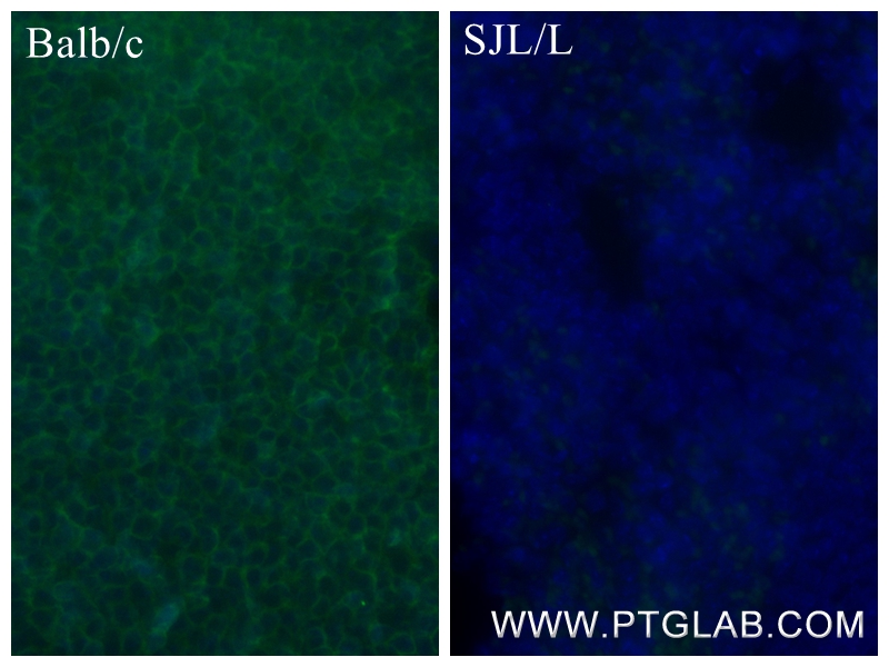 IF Staining of mouse spleen using 84637-1-RR