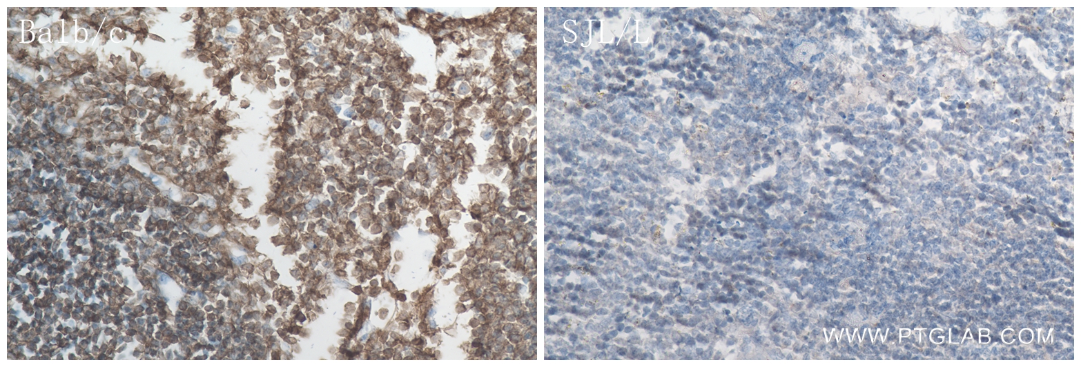 IHC staining of mouse spleen using 84637-1-RR