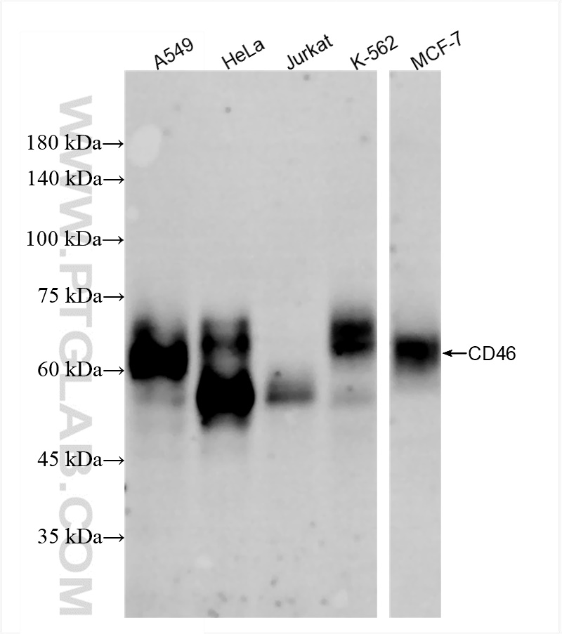 CD46