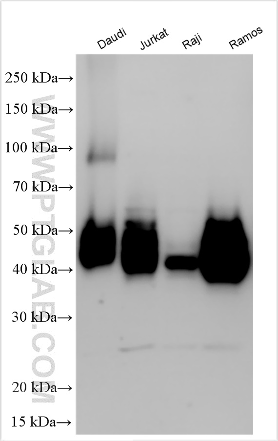 WB analysis using 31945-1-AP