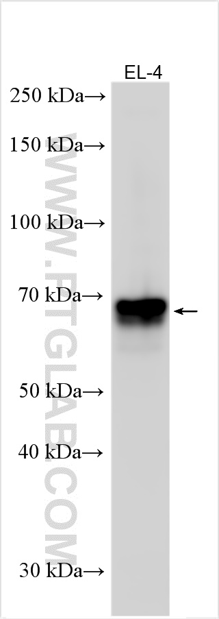 WB analysis using 31249-1-AP