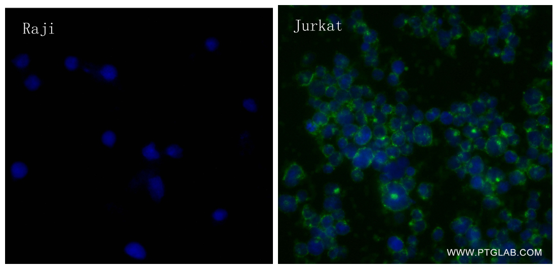 IF Staining of Jurkat using 83543-6-RR (same clone as 83543-6-PBS)