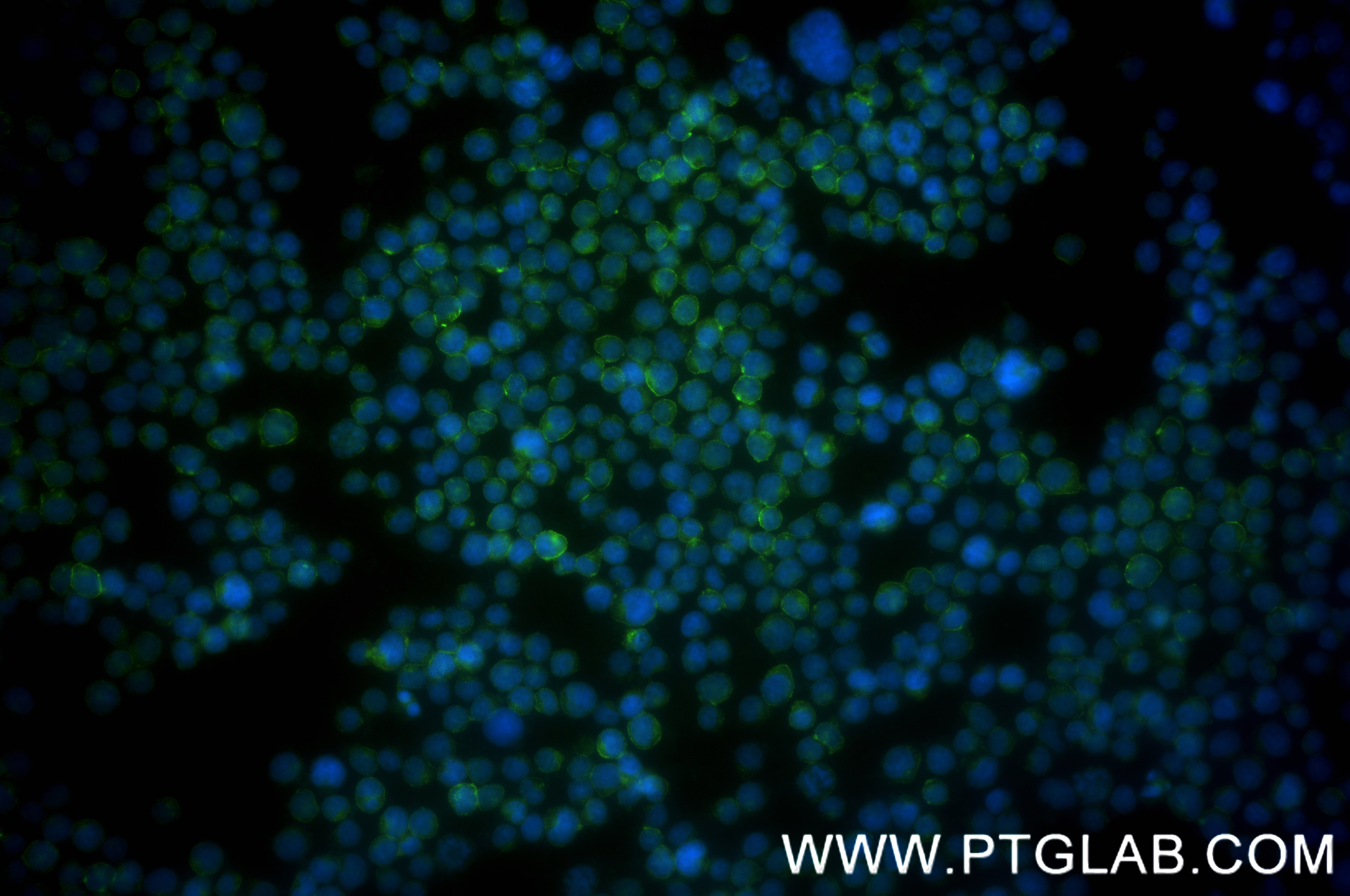 IF Staining of Jurkat using 83543-7-RR