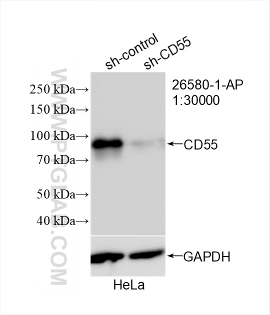 WB analysis of HeLa using 26580-1-AP