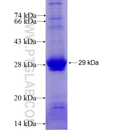 CD58 fusion protein Ag27662 SDS-PAGE