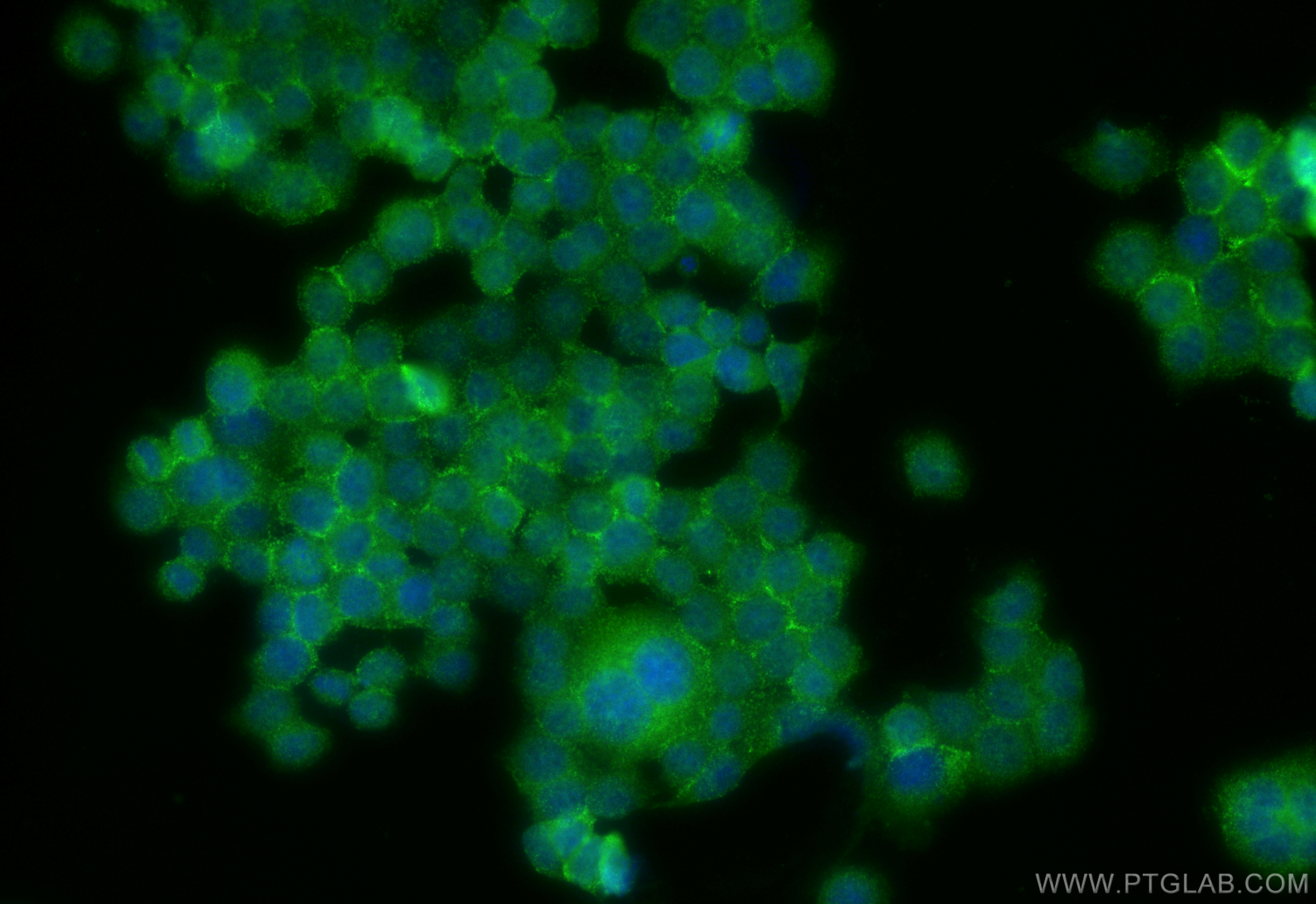 IF Staining of BxPC-3 using 10742-1-AP