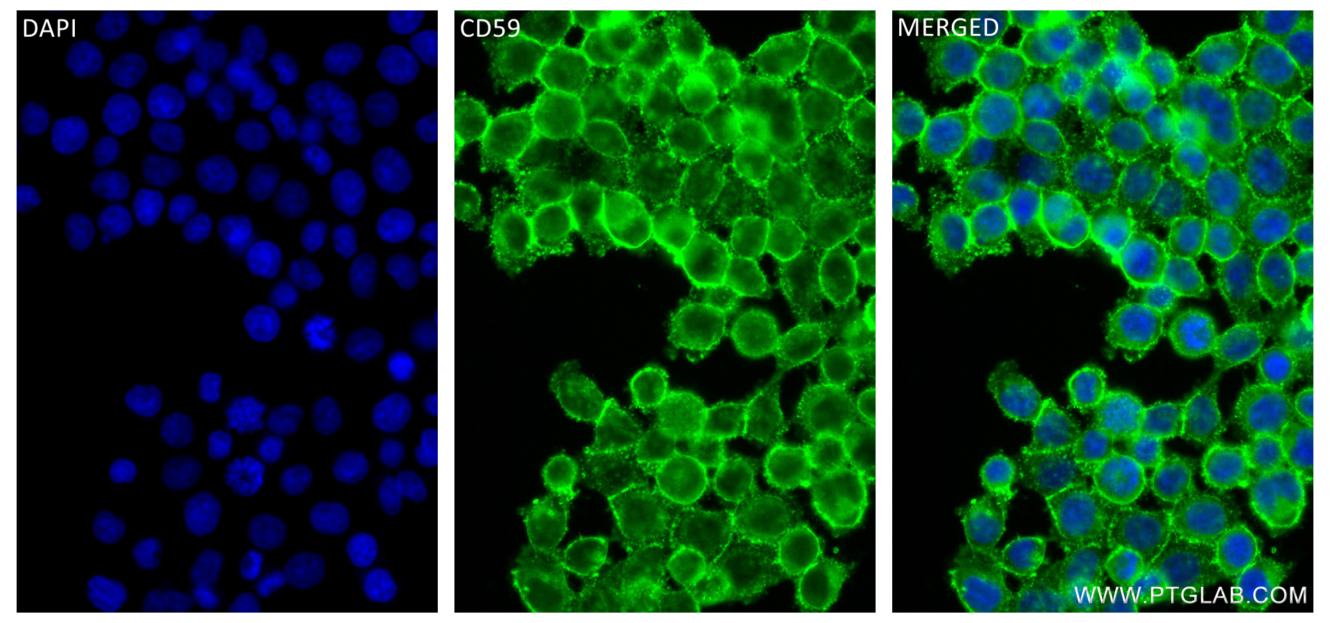 IF Staining of BxPC-3 using 84447-1-RR (same clone as 84447-1-PBS)