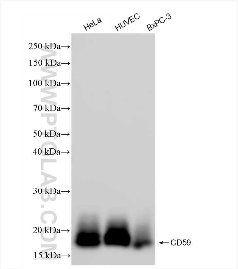 WB analysis using 84447-1-RR (same clone as 84447-1-PBS)