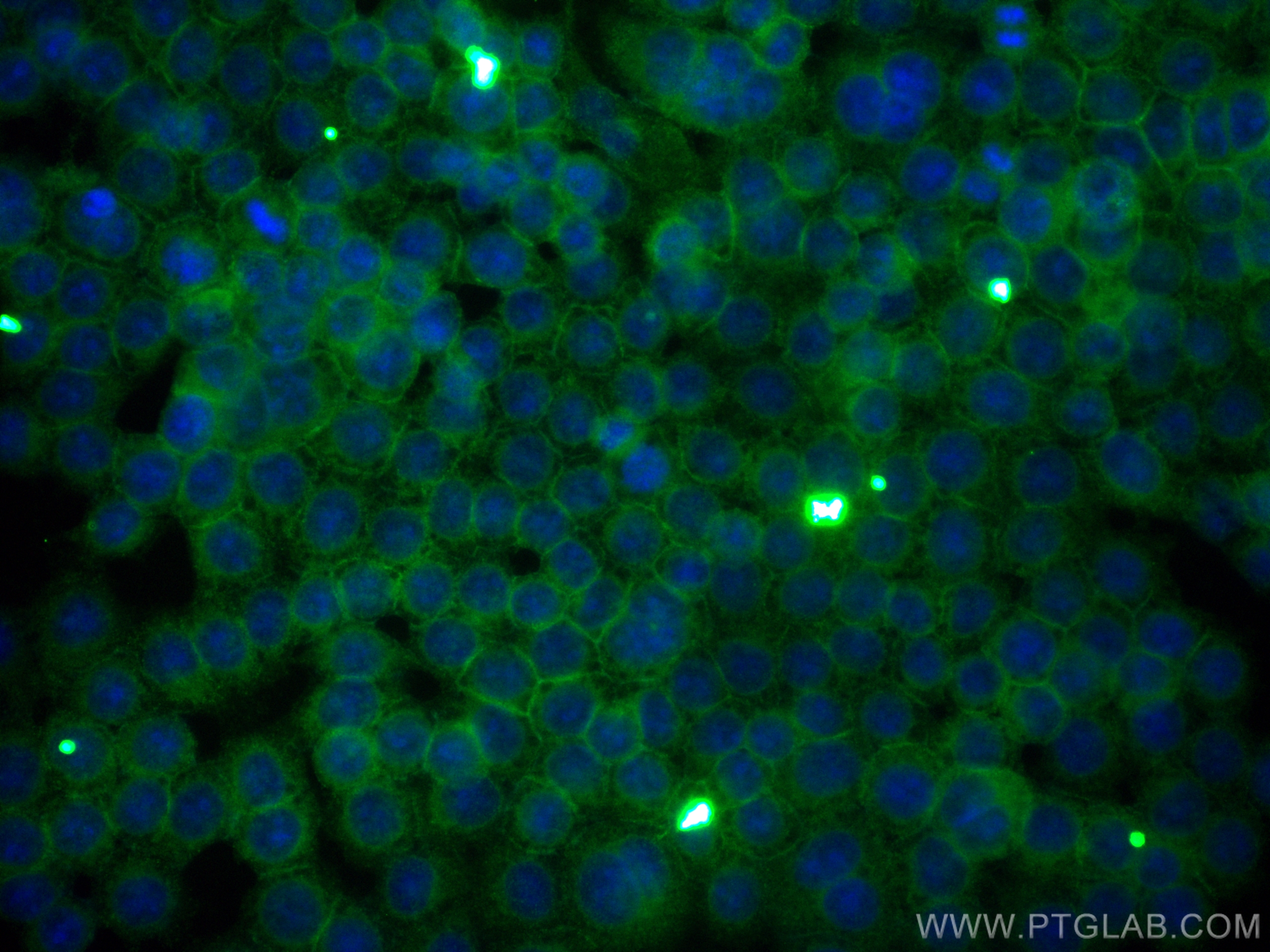 IF Staining of BxPC-3 using CL488-68222