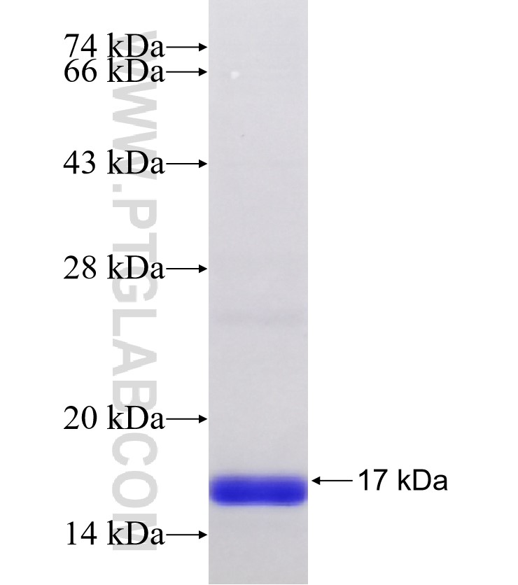 CD59 fusion protein Ag32834 SDS-PAGE
