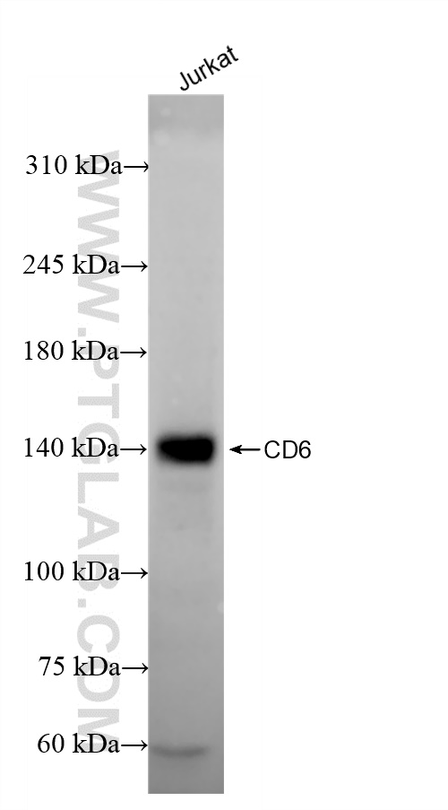 WB analysis of Jurkat using 84508-5-RR (same clone as 84508-5-PBS)