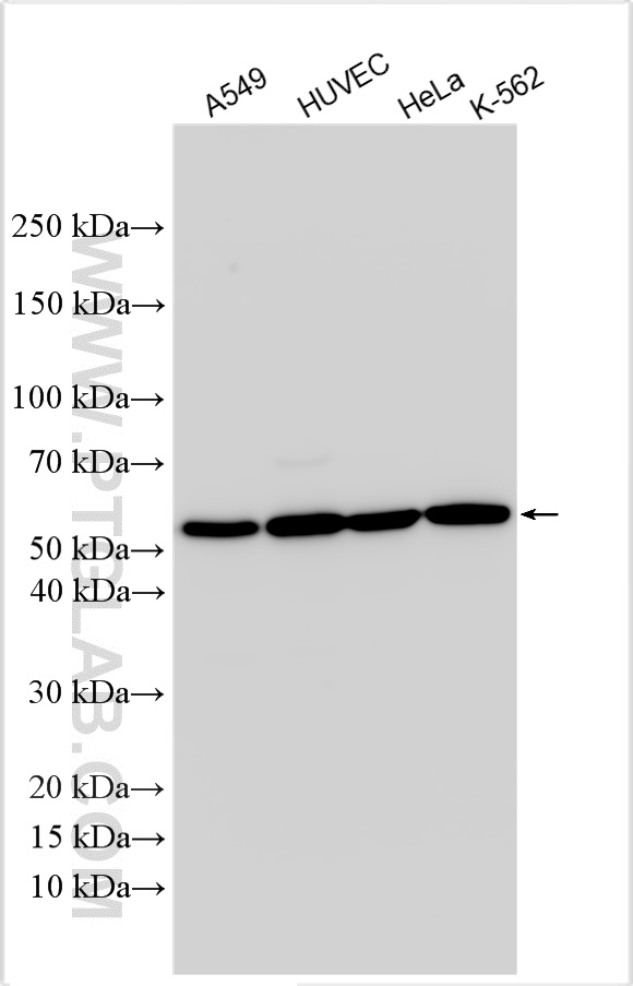 WB analysis using 32151-1-AP