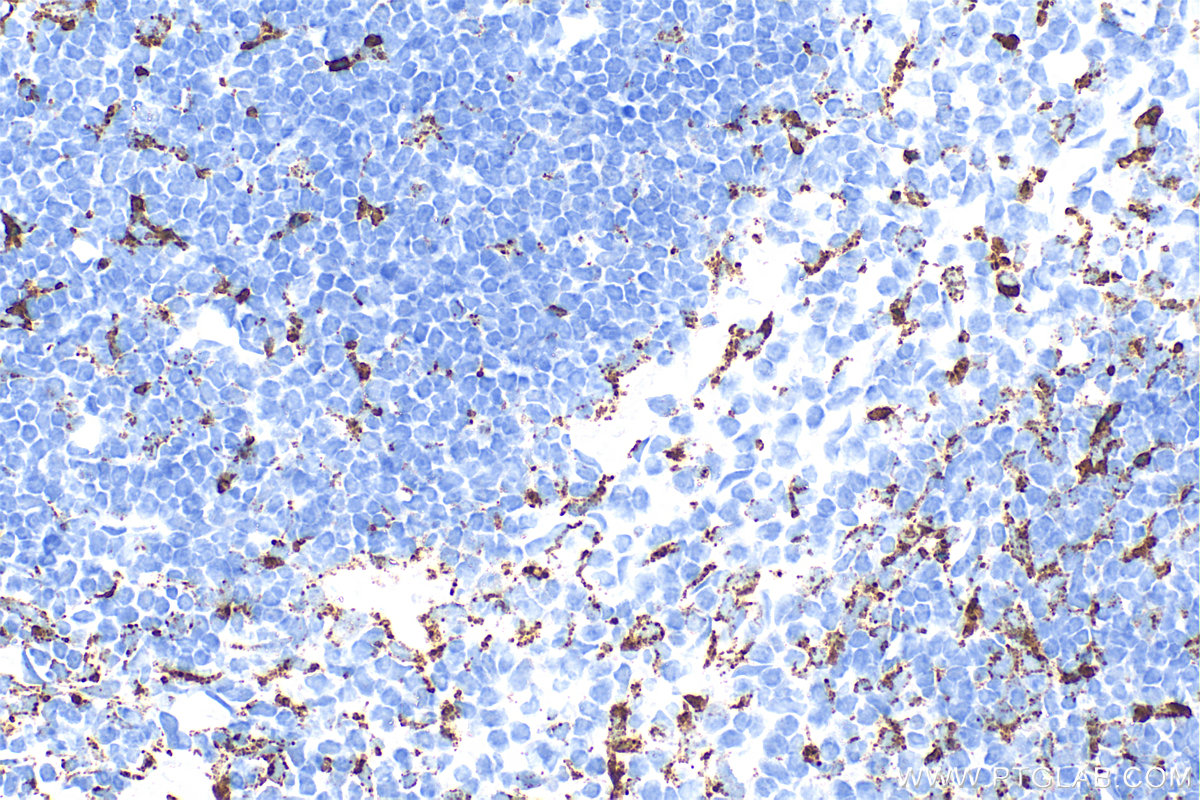 IHC staining of mouse spleen using 83014-5-RR (same clone as 83014-5-PBS)