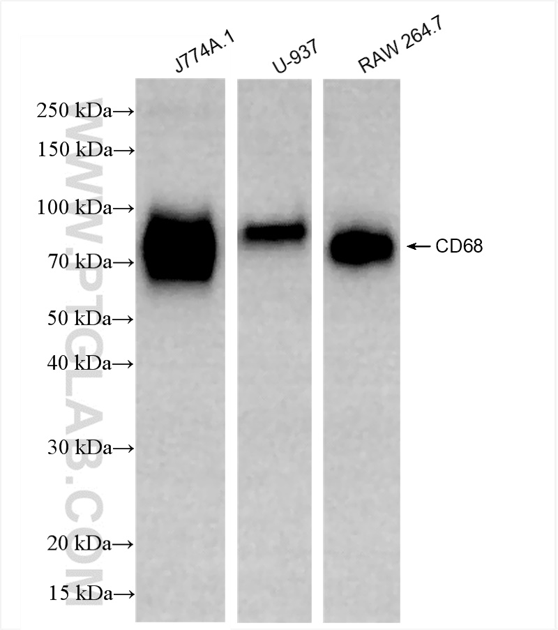 WB analysis using 84596-4-RR