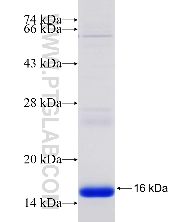 CD69 fusion protein Ag30963 SDS-PAGE