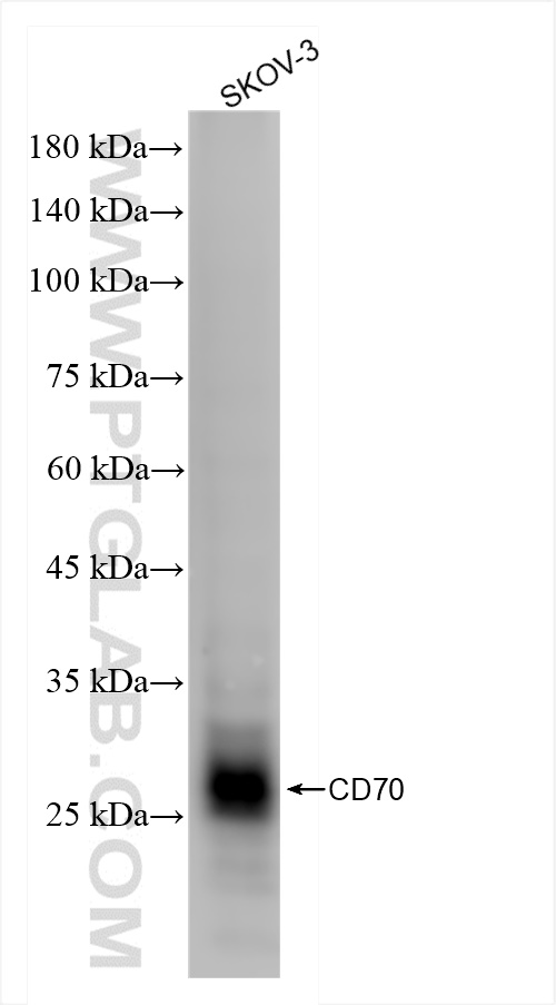 WB analysis of SKOV-3 using 84455-1-RR (same clone as 84455-1-PBS)