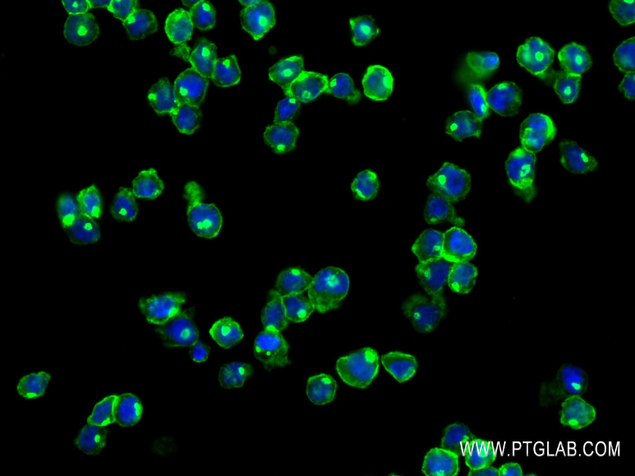 IF Staining of THP-1 using 84455-2-RR (same clone as 84455-2-PBS)