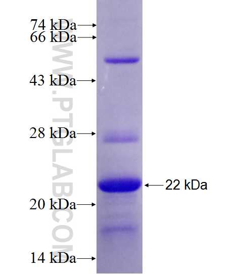 CD70 fusion protein Ag28070 SDS-PAGE