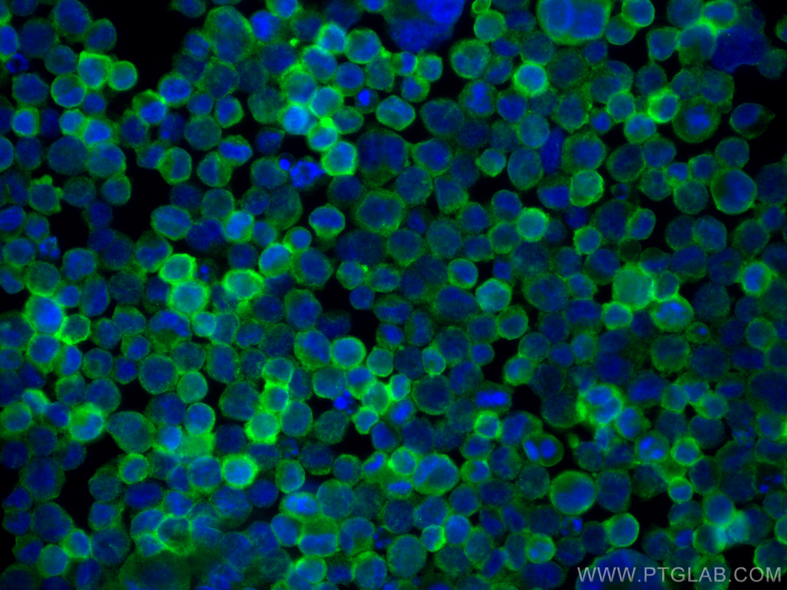 IF Staining of K-562 using 81793-2-RR (same clone as 81793-2-PBS)