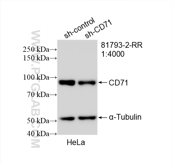 WB analysis of HeLa using 81793-2-RR (same clone as 81793-2-PBS)