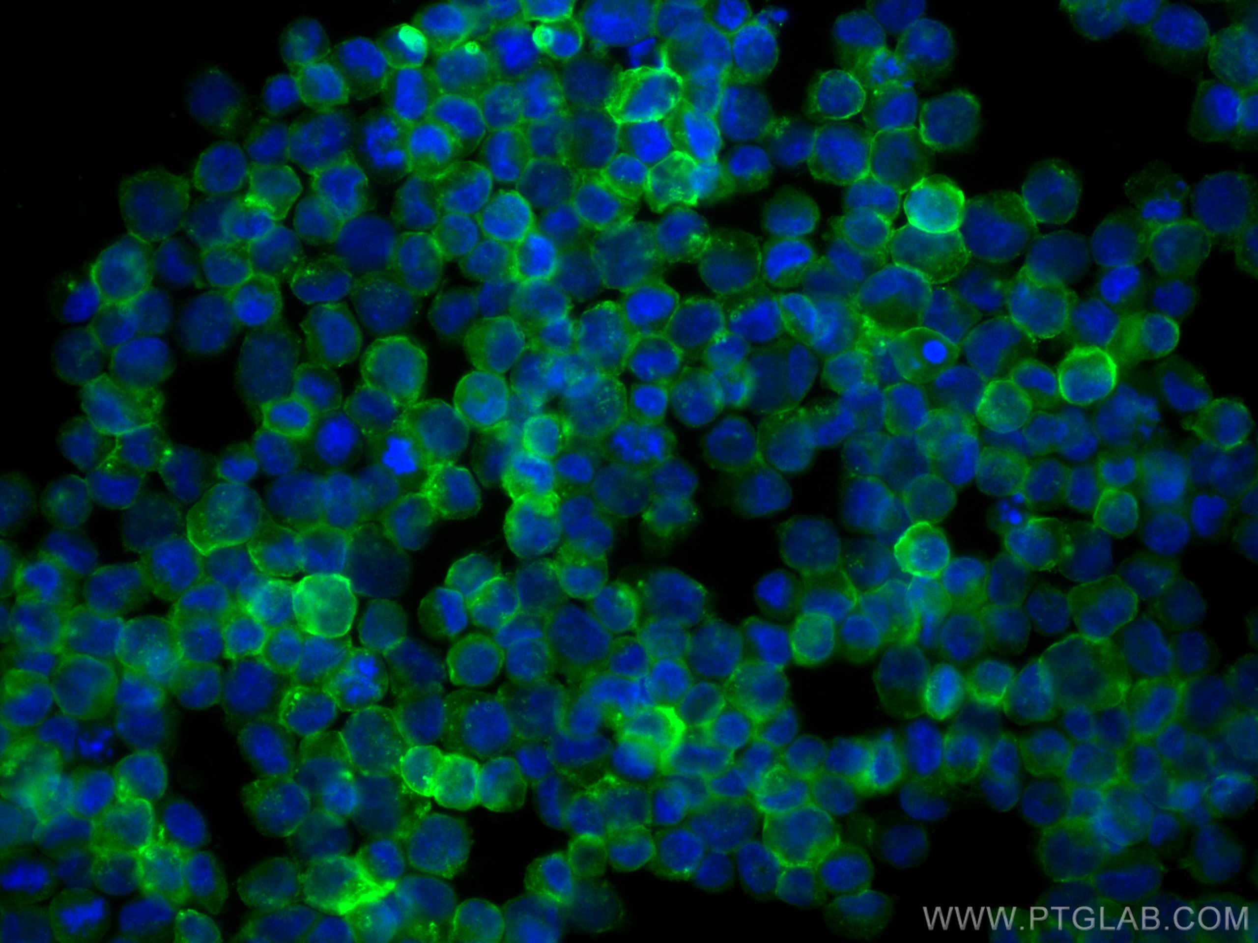 IF Staining of K-562 using CL488-66180