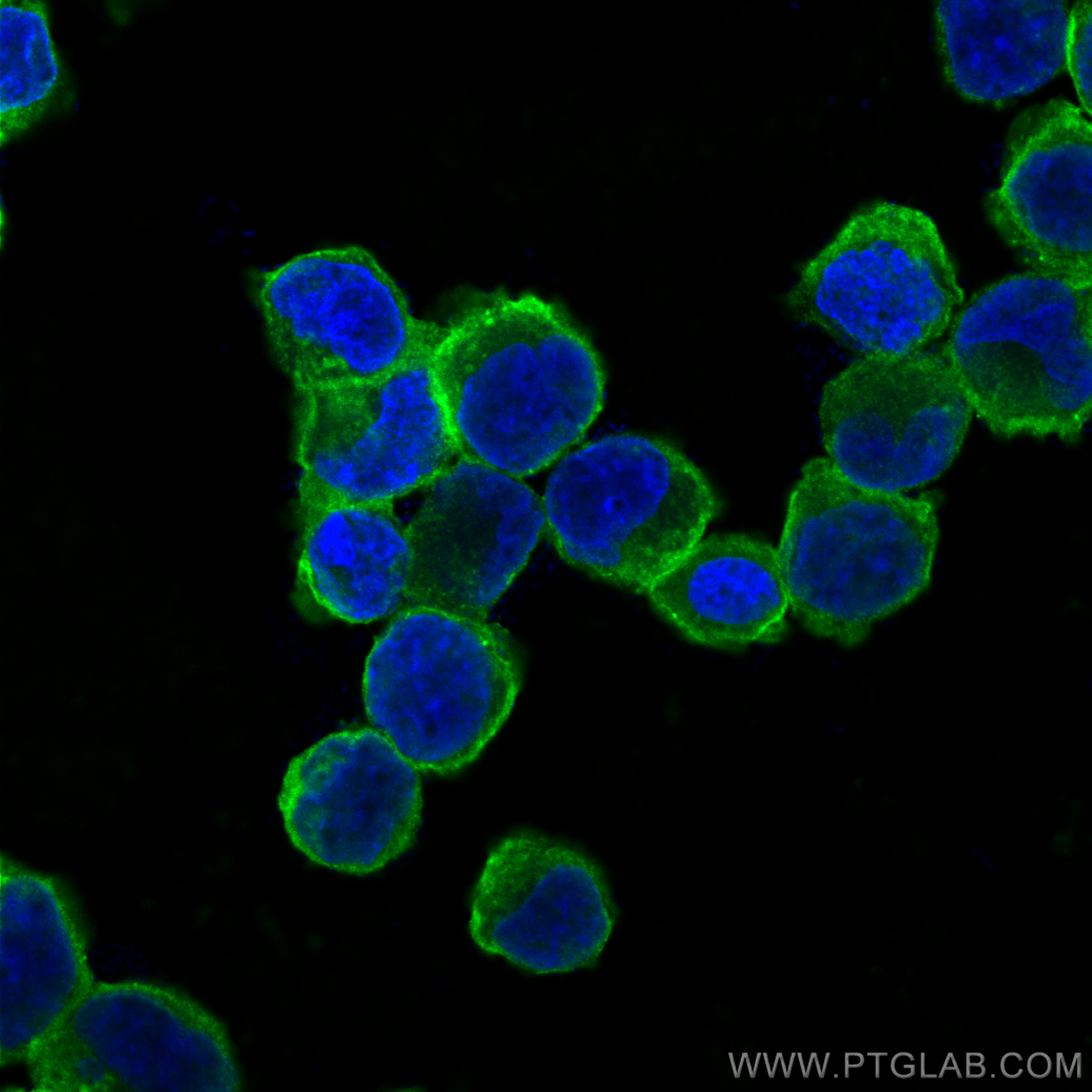 IF Staining of K-562 using CL488-66180