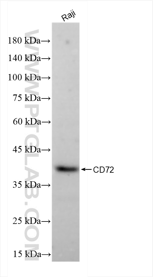 WB analysis of Raji using 84270-5-RR (same clone as 84270-5-PBS)