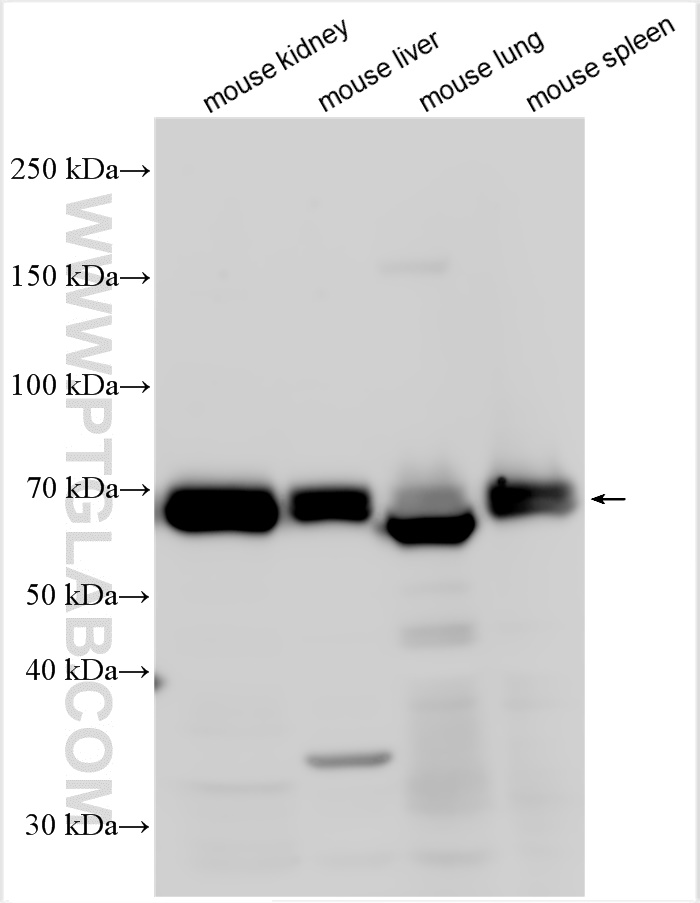 WB analysis using 32131-1-AP