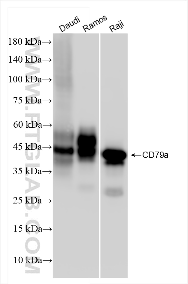 WB analysis using 84236-4-RR