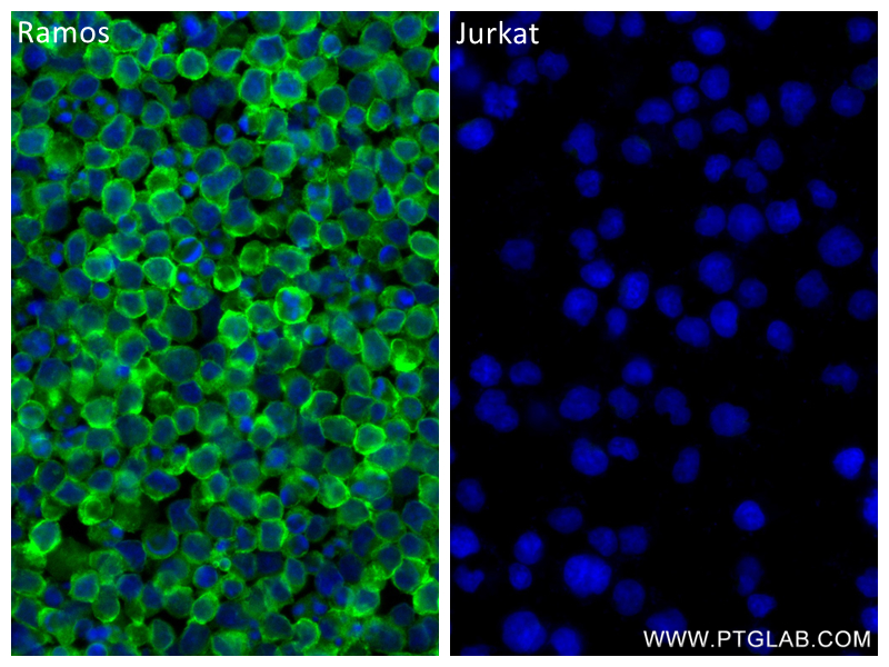 IF Staining of Ramos using 84236-5-RR