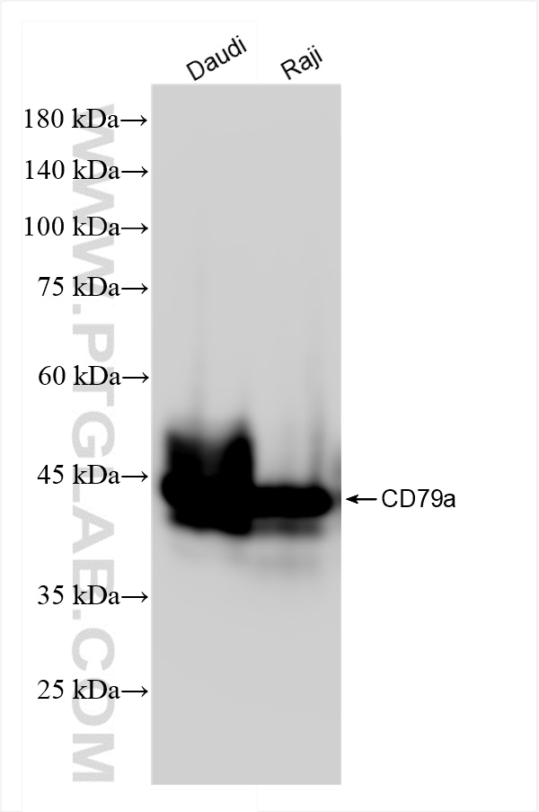 WB analysis using 84236-5-RR