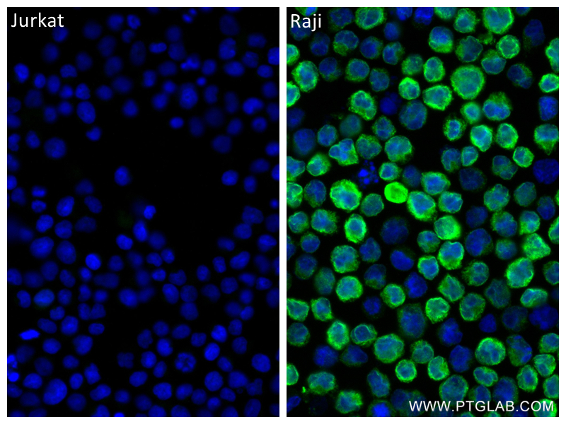 IF Staining of Raji using 84234-5-RR (same clone as 84234-5-PBS)