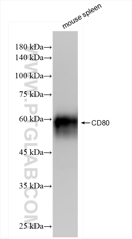 WB analysis of mouse spleen using 84137-5-RR